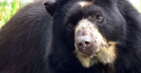 Oso Anteojos Machu Picchu