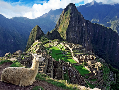 llama-machu-picchu