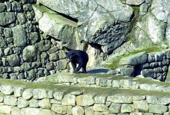Oso Anteojos Machupicchu