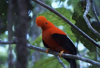 Gallito de las Rocas, Tunkimayo