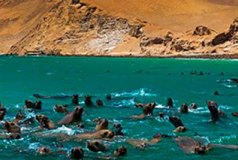 Reserva de Lobos Marinos Paracas