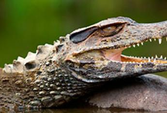 Caiman Selva peruana