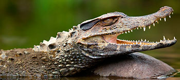 selva-cocha-caiman.jpg