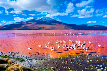 Laguna Colorada Uyuni